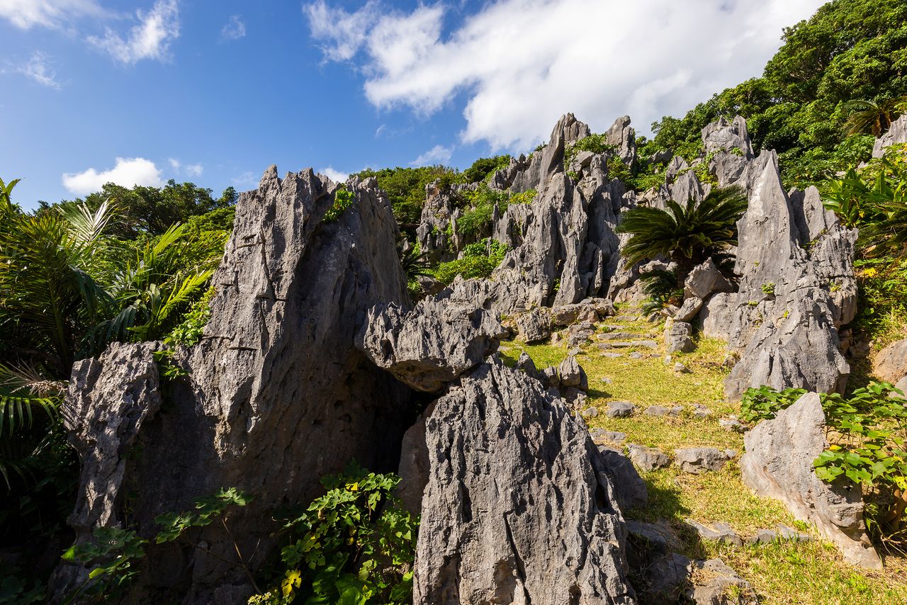 Northern Okinawa & Yanbaru — The Wild North